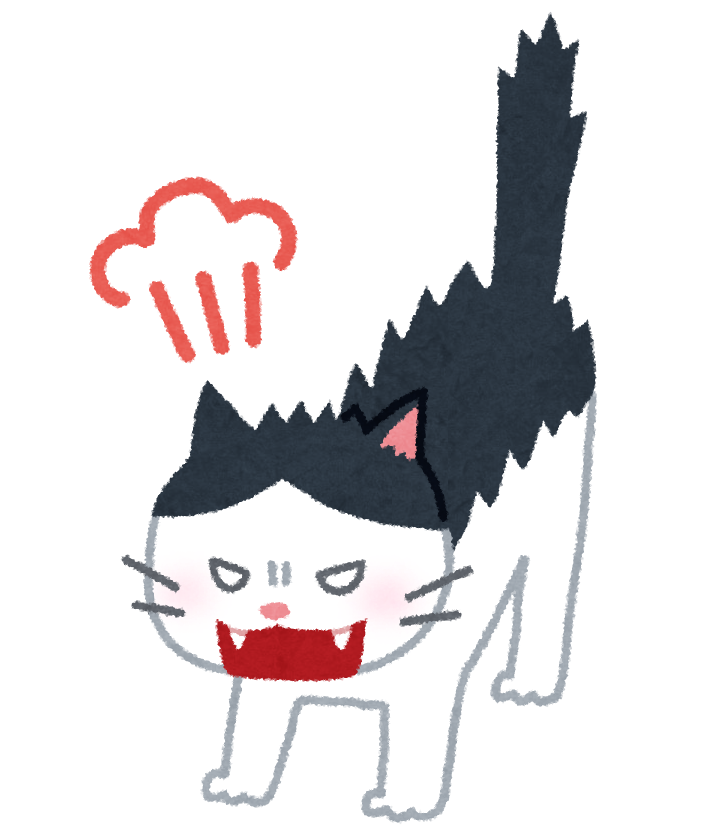 고양이